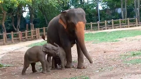 Baby elephants fight @Pinnawala elephant ophanage