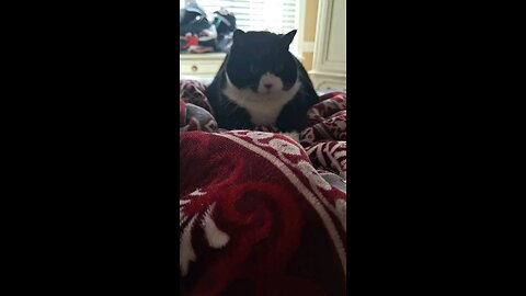 Cat plays with her feet!