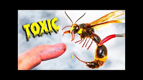 STUNG by Meanest Japanese Wasp!
