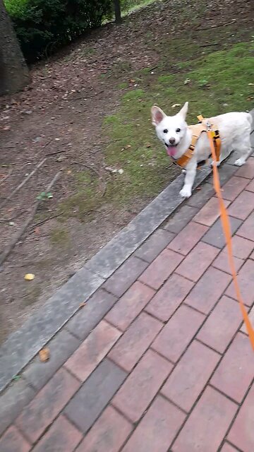 20250724. I will shout for joy on the heights of Zion.