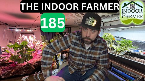 The Indoor Farmer ep 185, "Tonight, I'm Clearing Out Some Broccoli. Still No Praying Mantis.