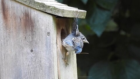 Baby Bluebird #2 Fledges | Brood 3 of 2025