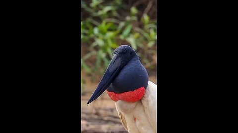 beautiful birds 🐦🐦😻