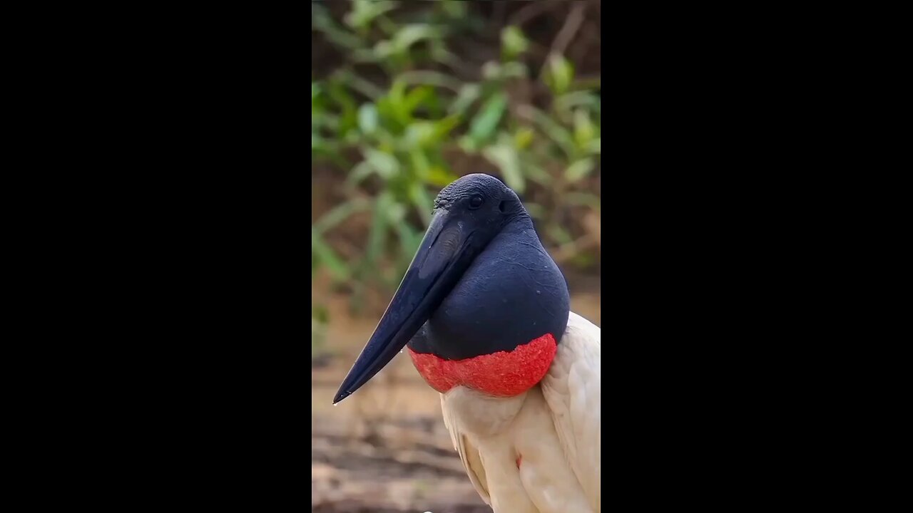 beautiful birds 🐦🐦😻