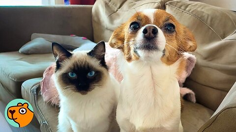 Bossy Jack Russel Was Lonely, Until Cat Changed Everything | Cuddle Buddies