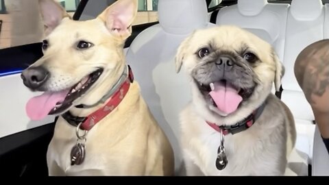 Night drive with full fsd self drive tesla with mahlia and loki, much wow