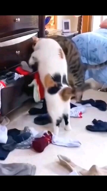 funny animal clips funniest cats videos