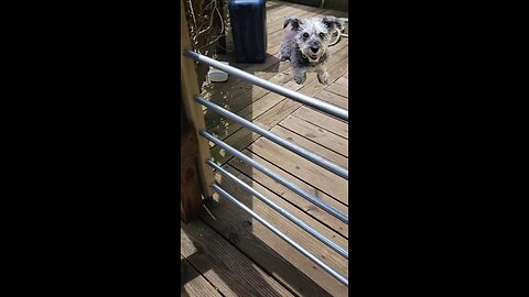 New Gates for Mom's Rescue Dog Daisy