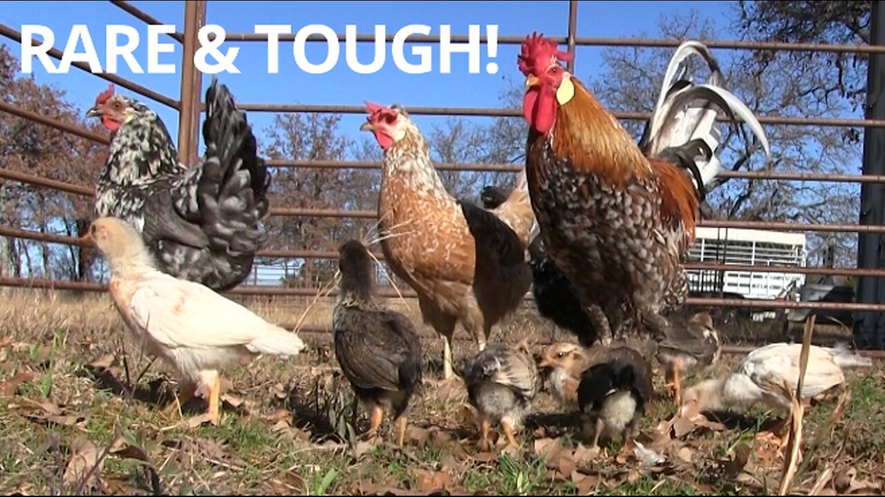 GREAT ALL AROUND CHICKENS!