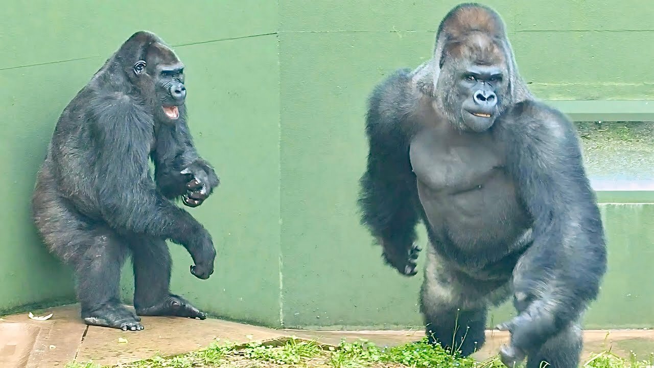 animals attack humans compilation