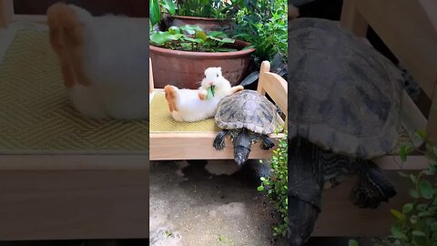 The little rabbit used the turtle as a pillow. Cute pet debut plan. Rabbit. Rural cute pet.