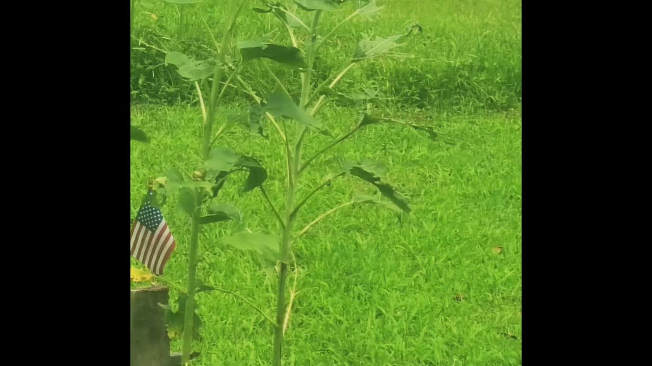 Love For The Flower Girl