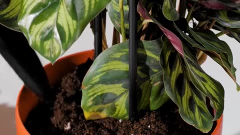 Gardening made easy: secrets for a thriving green space! 🌱🏡