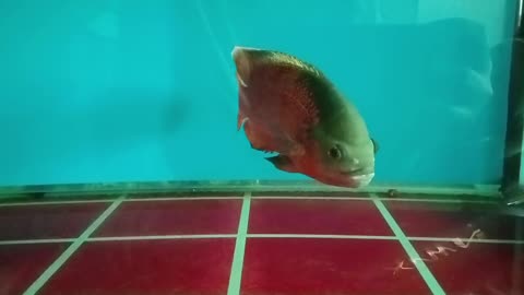 The Stunning Oscar Fish in Action