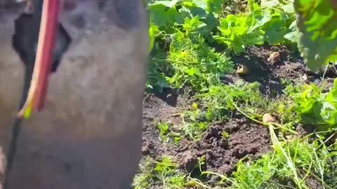 Mouse Lives in a Beetroot