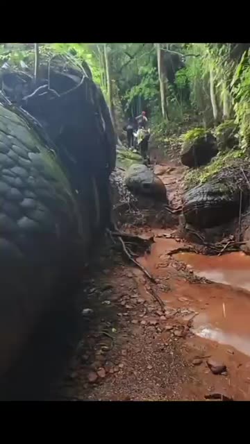 PETRIFIED SNAKES AND BONES IN THAILAND