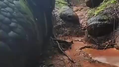 PETRIFIED SNAKES AND BONES IN THAILAND