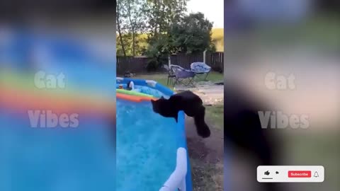 funny cats compilation