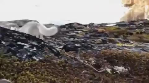 Curious young arctic fox checking out a wildlife photographer..