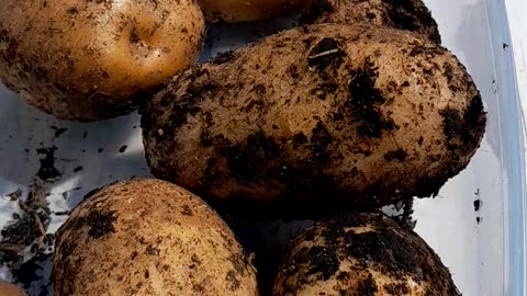 Potatoes I grew