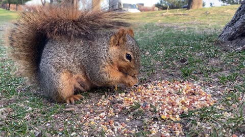 Squirrel, rodent, nibbling