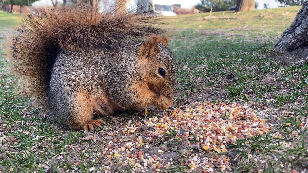Squirrel, rodent, nibbling