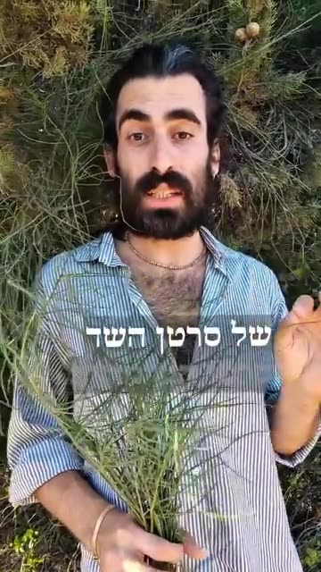 צמח השרביטן המצוי