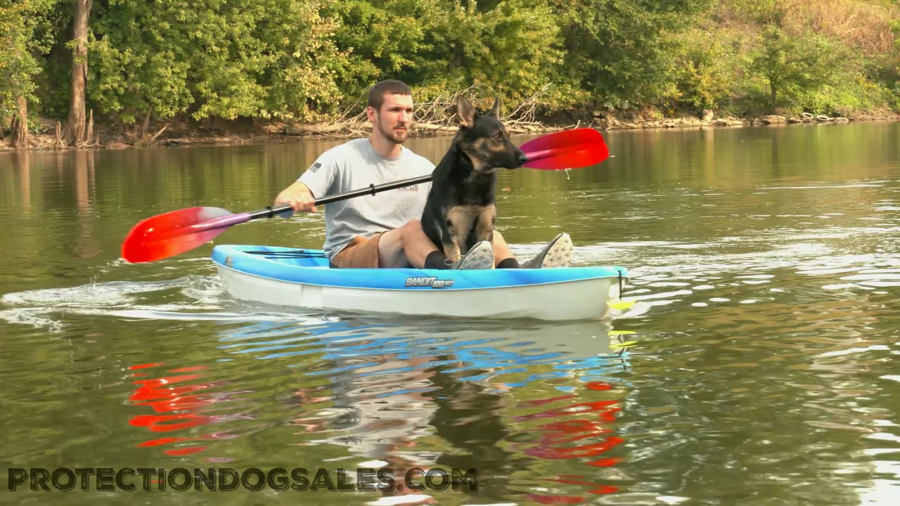 Do Protection Dogs Kayak?