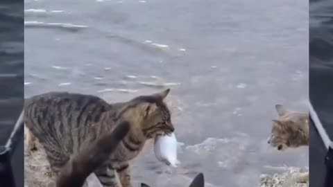 Funny cat 🐈😺