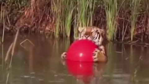 Motivational speakers: "There's a tiger in you."