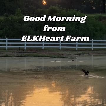 Good Morning from ELKHeart Farm