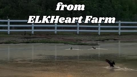 Good Morning from ELKHeart Farm