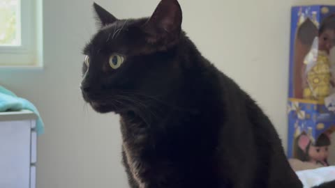 Cute Precious Piper Checks Out Several Interesting Things - My Adopted Shelter Cat Vlog