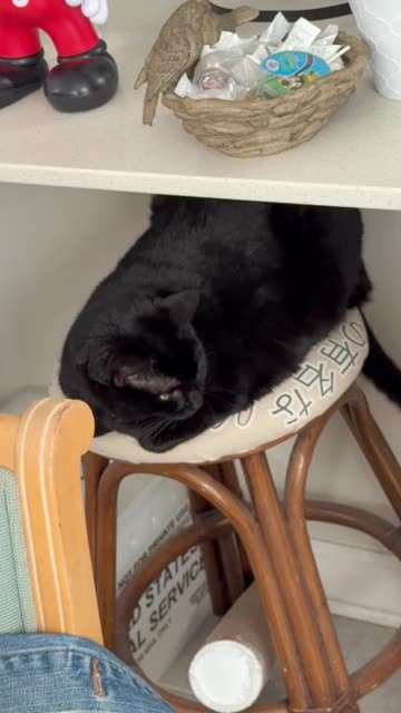 Cute Precious Piper is in One of Her New Favorite Spots - My Adopted Shelter Cat Vlog. #shorts