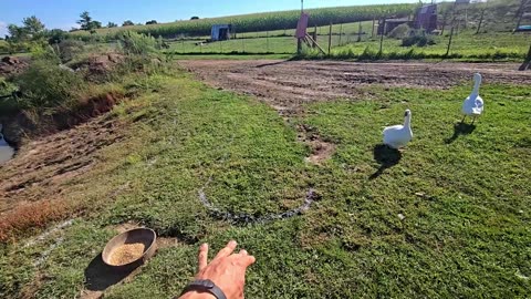 Prep And Planning! _ Next BIG PROJECTS! // Whitt Acres