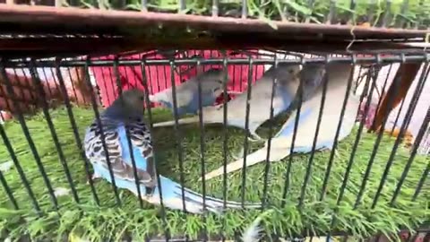 Birds market karachi 7-12-25