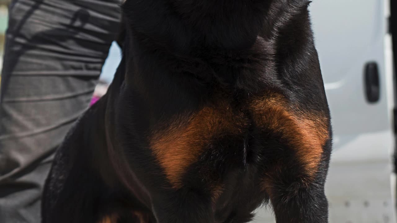 Curso para a detenção de cães de raça perigosa ou potencialmente
