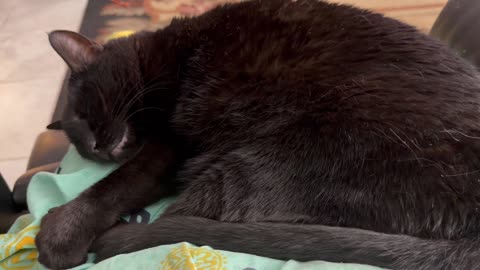 Cute Precious Piper is Better Than a Throw Blanket - My Adopted Shelter Cat Vlog