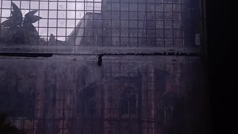 Hula hooping happy valley