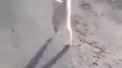 funny cat drunk