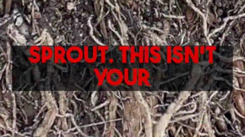 Growing Ginseng at Home The Ultimate Guide