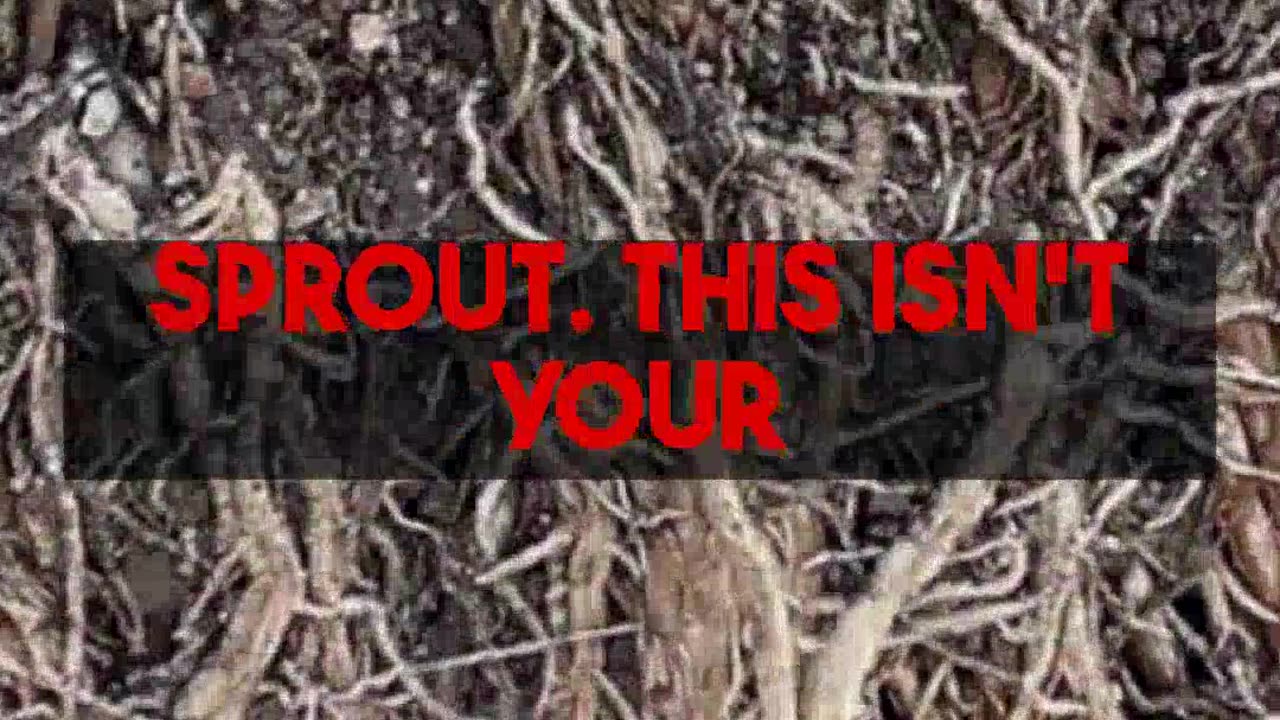 Growing Ginseng at Home The Ultimate Guide