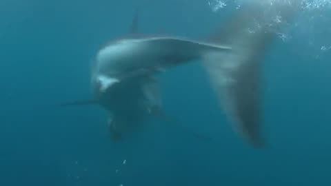 The Big Blue Backyard - Ocean Stories from Oz