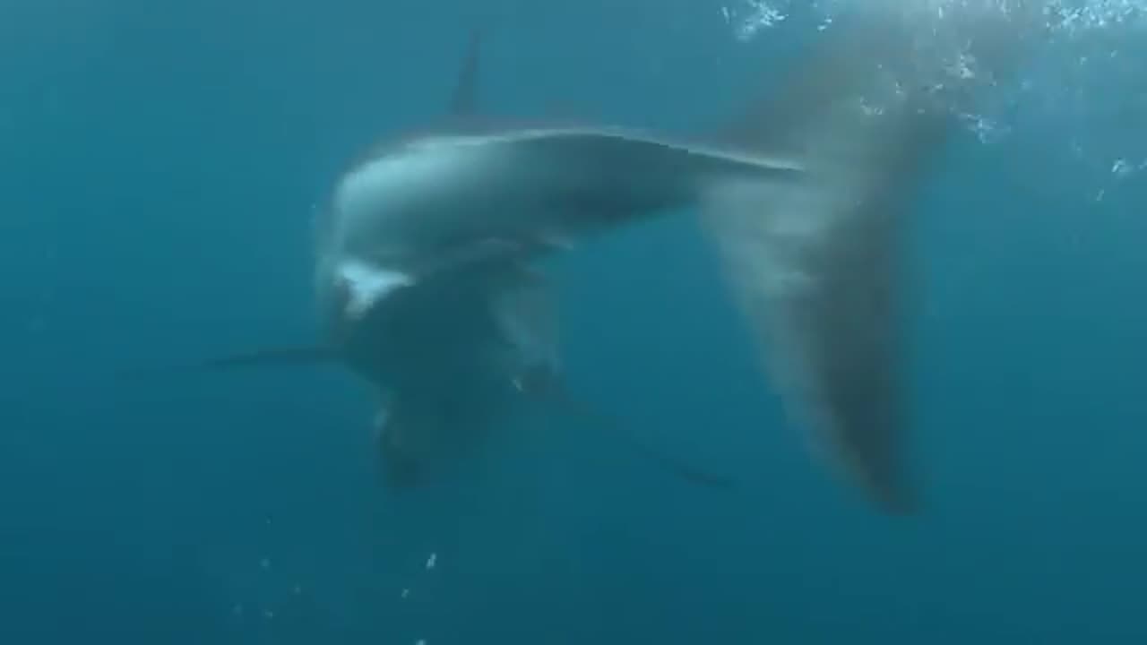 The Big Blue Backyard - Ocean Stories from Oz