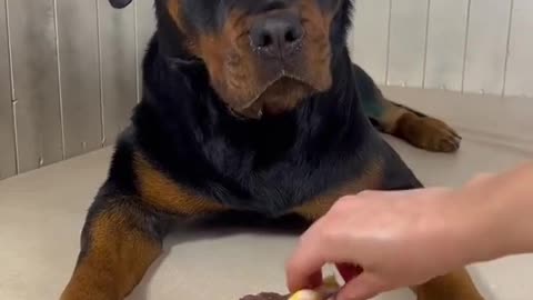 asmr cute dog eating videos
