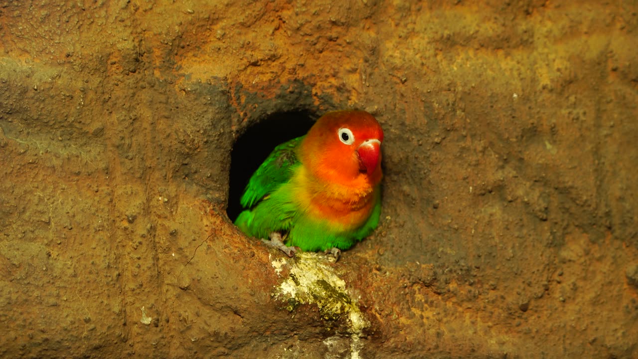 Beautiful bird nest