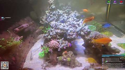 24/7 Real Live Reef Stream