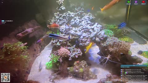 24/7 Real Live Reef Stream