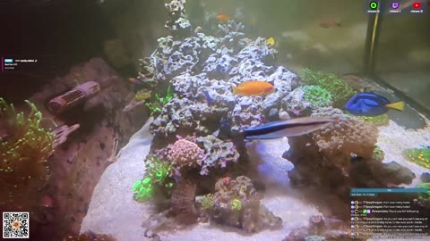 24/7 Real Live Reef Stream