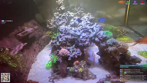 24/7 Real Live Reef Stream